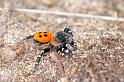 Eresus_sandaliatus_D3031_Z_86_NP De Hoge Veluwe_Nederland